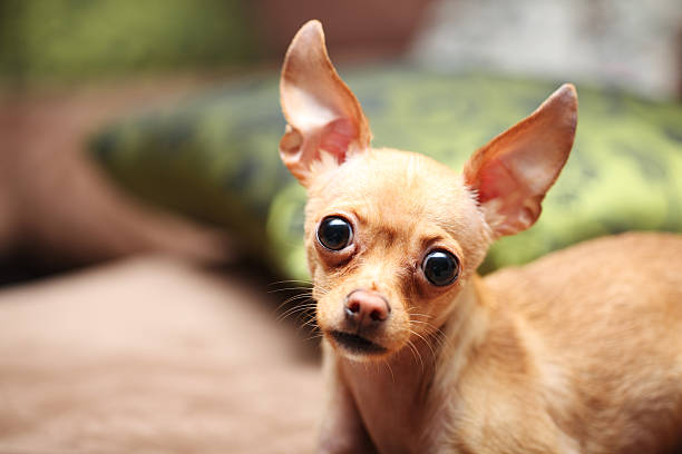 Chihuahua puppy stock photo
