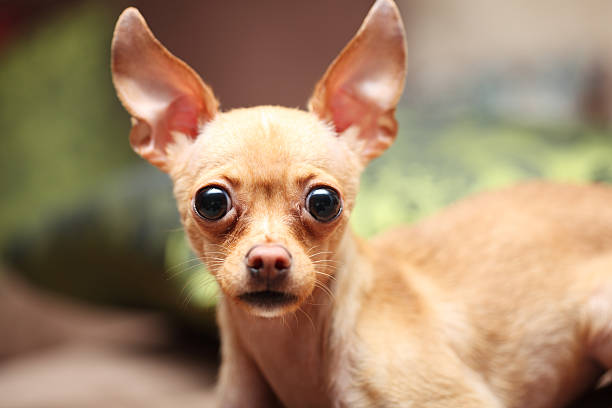 istock Chihuahua puppy looking 118914460