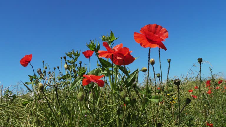 Poppies, papaver rhoeas, in bloom, Wind, Normandy in France, slow motion 4K
