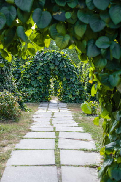 istock Selective focus of walkway and arches from plants in park 1189146811