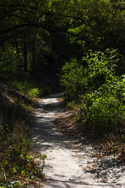 istock Walkway with sunlight and shadow in summer forest 1189146819