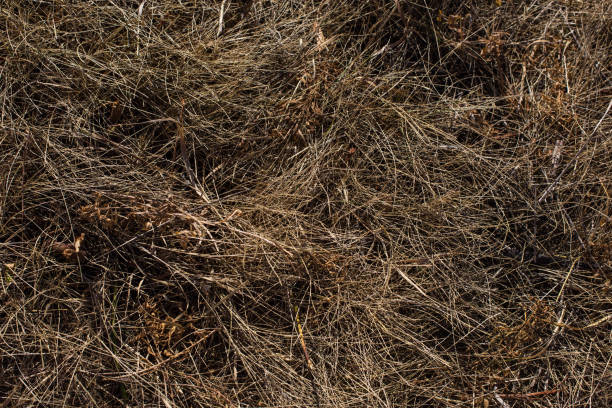 istock Top view of dry brown grass at autumn 1189146865