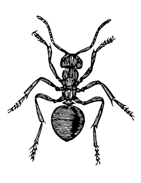 illustrations, cliparts, dessins animés et icônes de formica rufa, aussi connu sous le nom de fourmi de bois rouge, fourmi de bois du sud, ou fourmi de cheval - wood ant