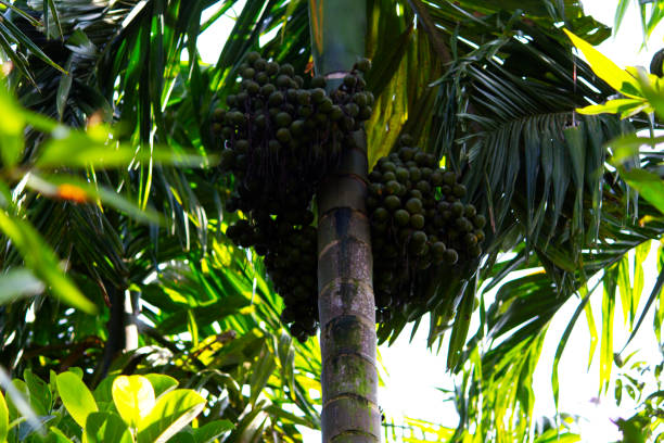 istock Bunch of Areca nut or betel nut 1189148557
