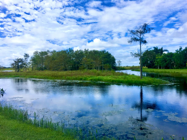 istock Louisiana cypress swamp and river 1189148756