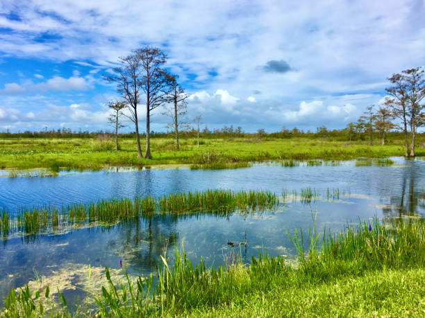 istock Louisiana Cypress Swamp and river 1189148870
