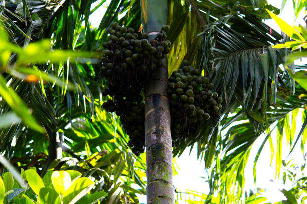 istock Bunch of Areca nut or betel nut 1189148881