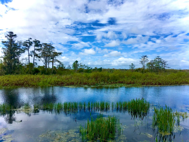 istock Louisiana cypress swamp and river 1189148969