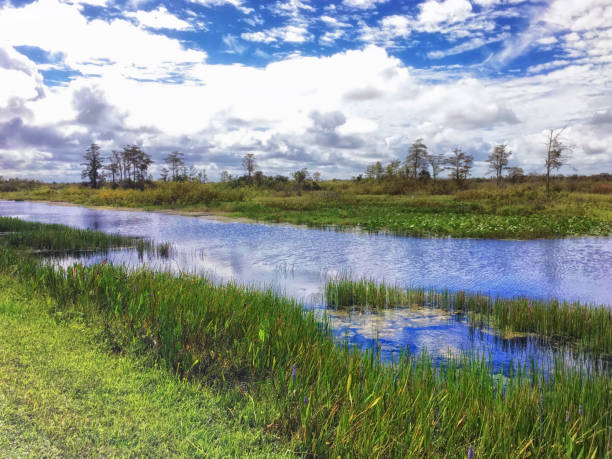 луизиана кипарис болото и река - riverbank marsh water pond стоковые фото и изображения