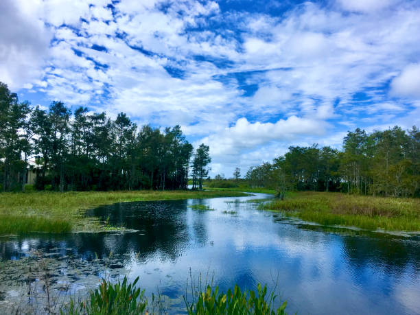 marais et fleuve de cyprès de louisiane - lsu photos et images de collection