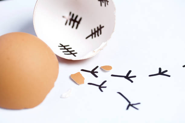 istock Chopped eggshell. It marks the days past. Traces of chicken leading in different directions are visible from the shell. Chicken hatching. On white background. 1189149949