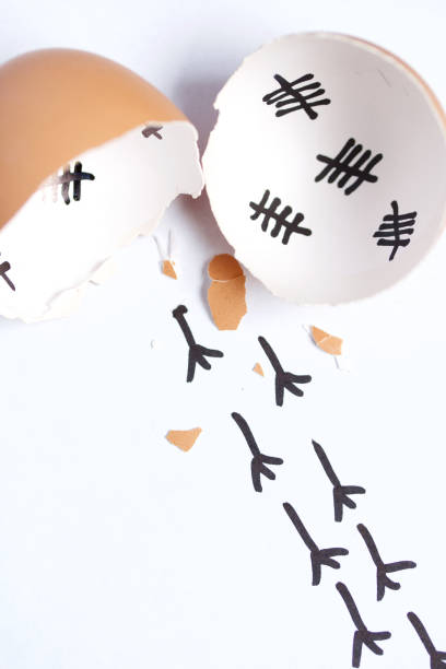 istock Chopped eggshell. It marks the days past. Traces of chicken are visible from the shell. Chicken hatching. On white background. 1189149975