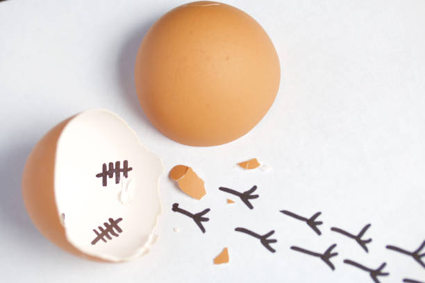 istock Chopped eggshell. It marks the days past. Traces of chicken are visible from the shell. Chicken hatching. On white background. 1189149981