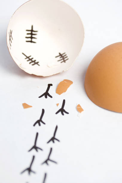 istock Chopped eggshell. It marks the days past. Traces of chicken are visible from the shell. Chicken hatching. On white background. 1189149982