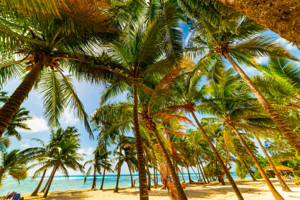 istock Palm trees in Bois Jolan beach in Guadeloupe 1189150203