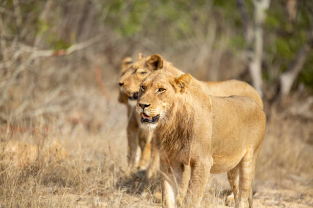 istock A pride of lions 1189150560