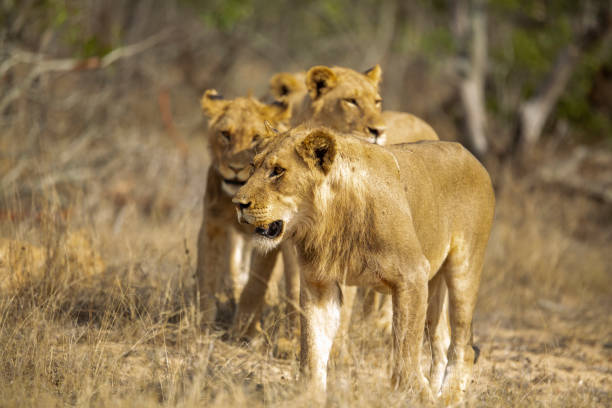 istock A pride of lions 1189150817