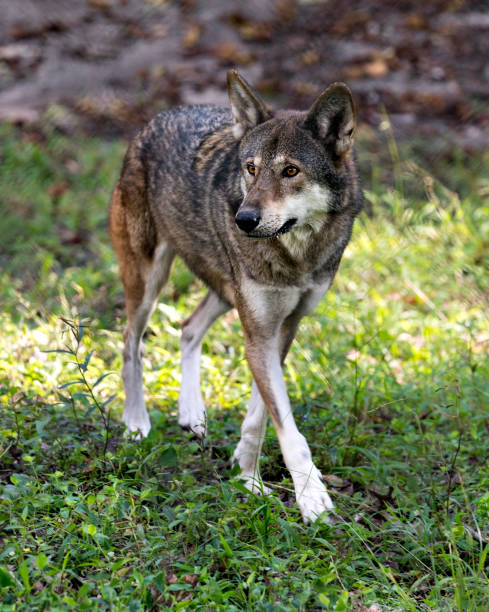 zdjęcie stockowe wolf red wolf. wolf red wolf chodzący po polu z bliska z bliska oglądał swoje ciało, głowę, uszy, oczy, nos, łapy w otoczeniu i otoczeniu. - red wolf zdjęcia i obrazy z banku zdjęć