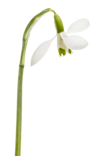istock Flower of snowdrop isolated on white background 1189151751