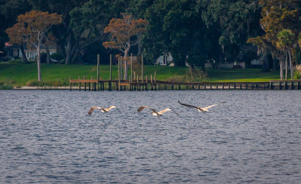 пеликаны пролетают н�ад рекой - saint johns river стоковые фото и изображения