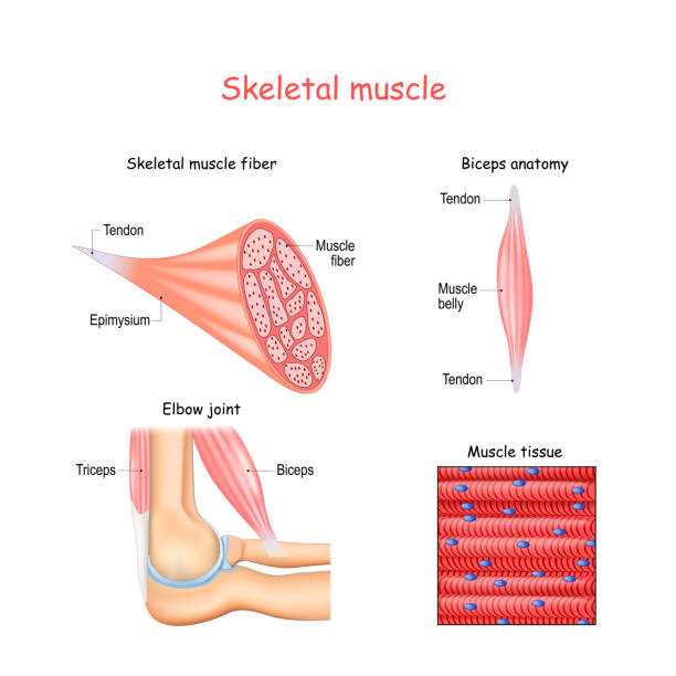 Structure of skeletal muscle fibers. Biceps and Triceps anatomy. Structure of skeletal muscle fibers. Biceps and Triceps. Biceps anatomy. Background of muscle tissue. Set of vectors illustrations for education, sports and medical use. myosin stock illustrations