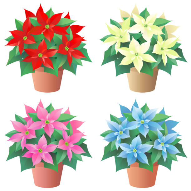 Christmas flowers, Poinsettia in pot, isolated on the white background plant red poinsettia vibrant color flower stock illustrations