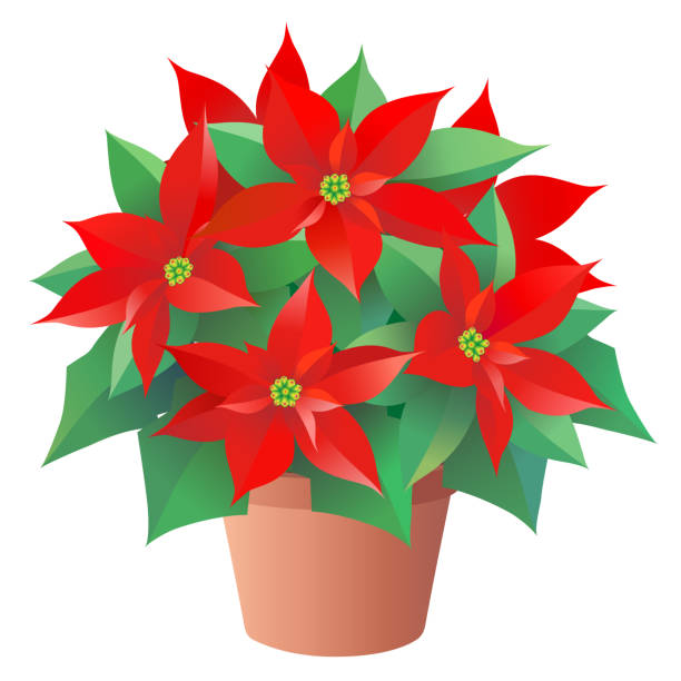 ilustraciones, imágenes clip art, dibujos animados e iconos de stock de flor roja de navidad, poinsettia en maceta, aislada sobre el fondo blanco - poinsettia flower potted plant plant