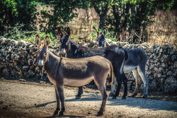 istock donkeys in the countryside 1189154492