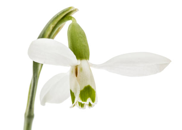 istock Flower of snowdrop isolated on white background 1189155815