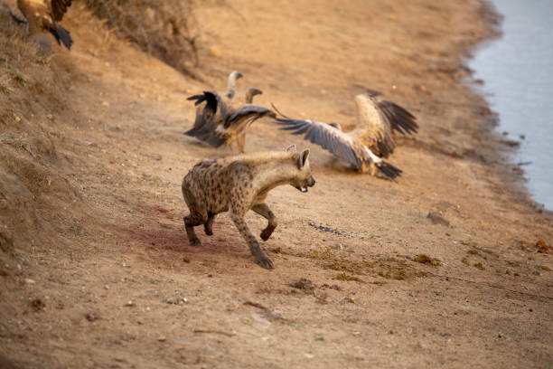 istock A spotted hyaena and Wild dogs fighting over a kill 1189156707
