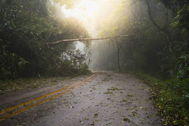 a árvore de queda obstrui a estrada após a tempestade da chuva - tornado natural disaster damaged house - fotografias e filmes do acervo