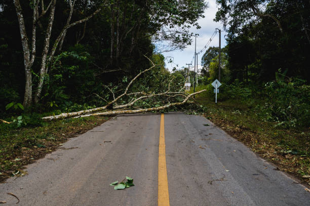 umstürzender baum blockiert die straße nach regensturm - tornado natural disaster damaged house stock-fotos und bilder