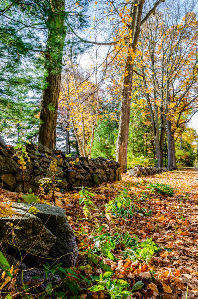 istock Low stone wall in sunlight surrounded by fallen leaves and tall trees 1189157542