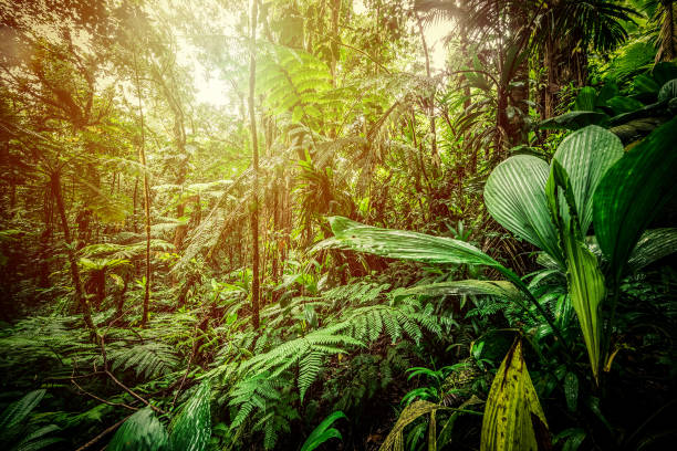 istock Sun shining over Basse Terre jungle in Guadeloupe 1189158482