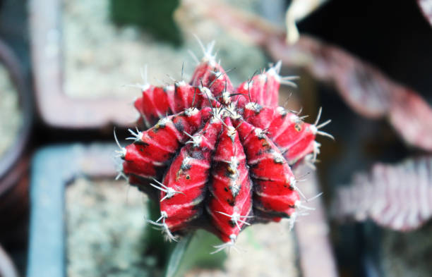 istock Cactus Plant, Red Cactus Wallpaper, Cactus Flower - Image 1189158712