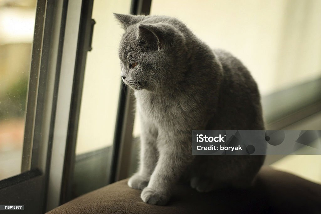 Triste gattino - Foto stock royalty-free di Animale