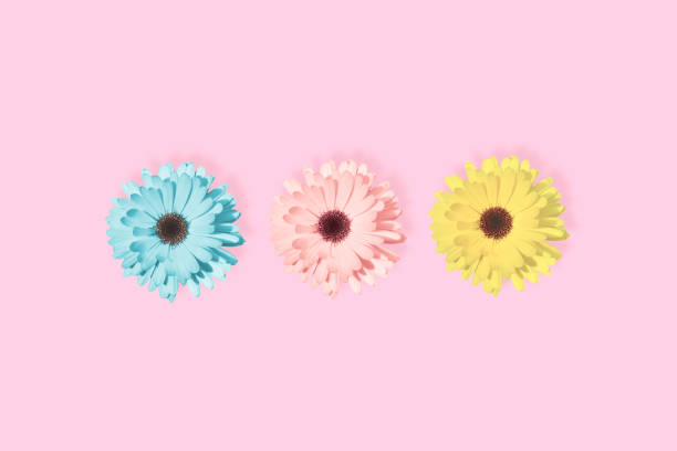 trzy stokrotki, rumianek lub kwiat gerbery izolowane na pastelowym różowym tle. - daisy marguerite deep focus flower zdjęcia i obrazy z banku zdjęć