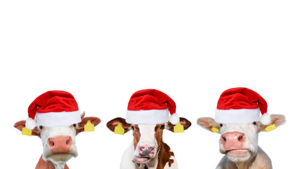 istock Three funny different cows in Christmas or Santa Claus hats. 1189160082