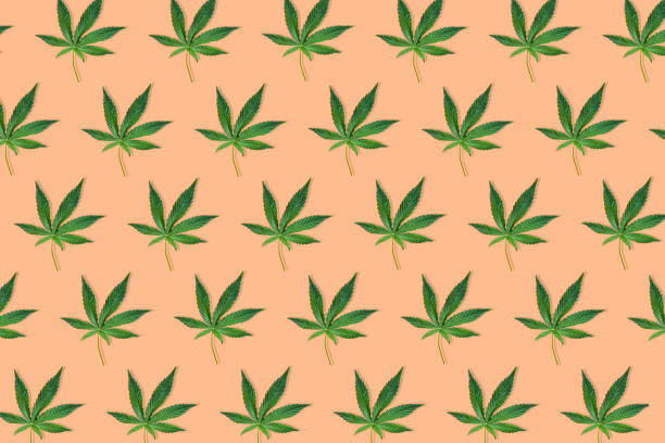 istock Hemp or cannabis leaf isolated on white background. Top view, flat lay. Template or mock up. 1189160116