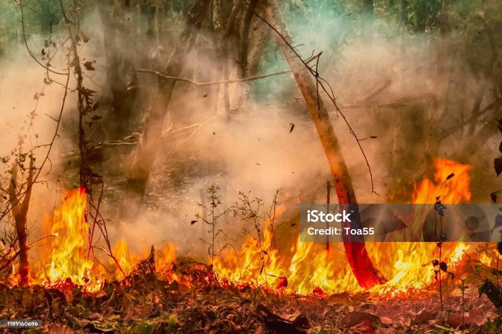 Amazon rain forest fire disaster is burning at a rate scientists have never seen before. Forest Fire Stock Photo