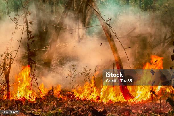Amazon Rain Forest Fire Disaster Is Burning At A Rate Scientists Have Never Seen Before Stock Photo - Download Image Now
