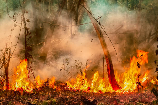 o desastre de incêndios florestais florestais tropicais da amazônia está queimando a uma taxa que os cientistas nunca viram antes. - wilderness area usa tree day - fotografias e filmes do acervo