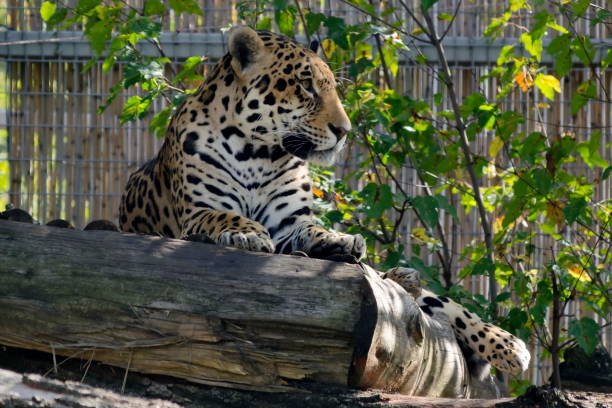 istock Portrait of wild jaguar big cat Panthera Onca 1189162000