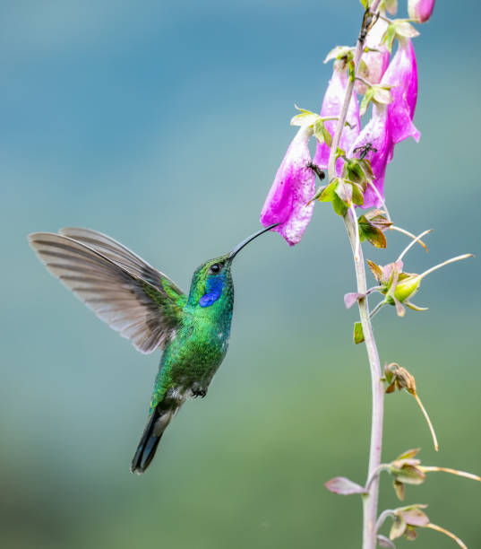 istock Hummingbird in Costa Rica 1189162079