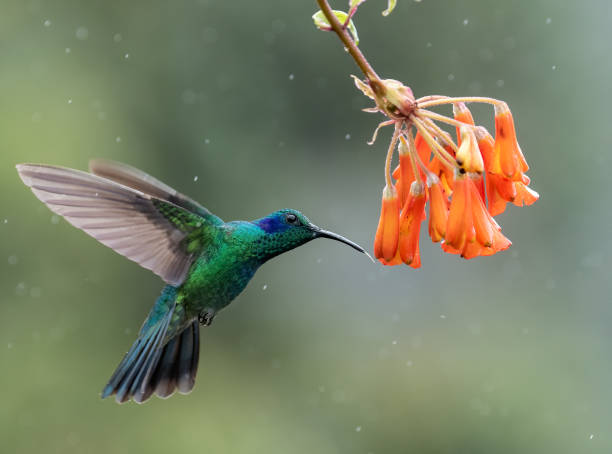 istock Hummingbird in Costa Rica 1189162166