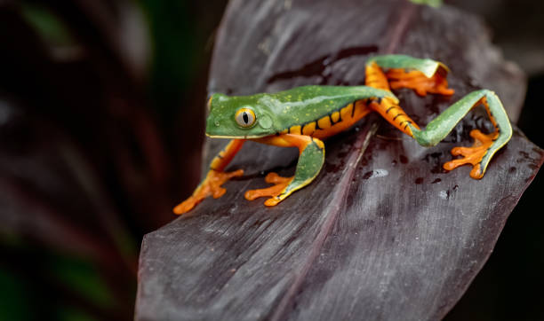 istock Tree Frog in Costa Rica 1189162880