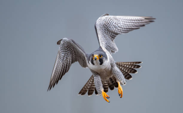 페레그린 팔콘 - peregrine falcon 뉴스 사진 이미지