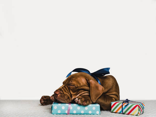 Young, charming puppy and a festive box