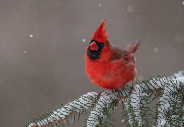 istock Northern Cardinal in Snow 1189163354