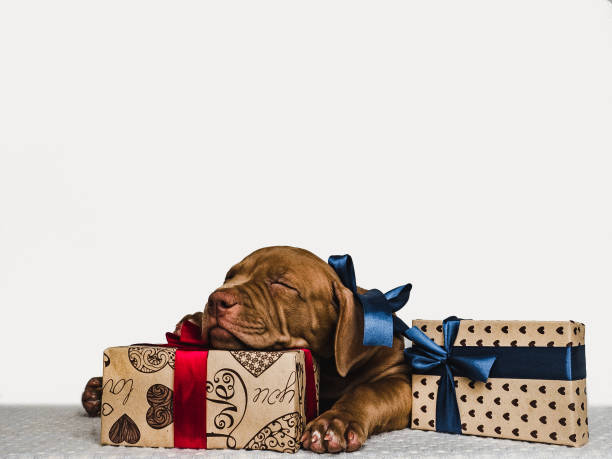 istock Young, charming puppy and a festive box 1189163508
